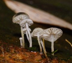 Mycena maldea
