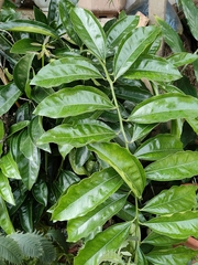 Cocculus laurifolius