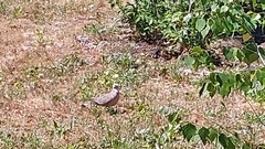 Streptopelia decaocto