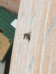 Asilidae