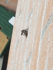 Asilidae