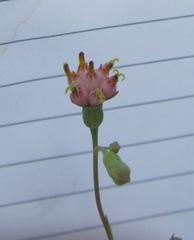 Lopholaena segmentata