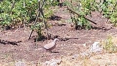 Streptopelia decaocto