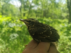Eyebrowed Thrush photo 4
