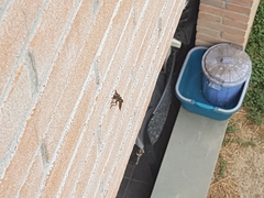 Asilidae
