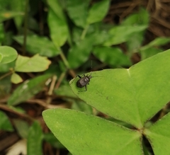 Proboscidocoris malayus