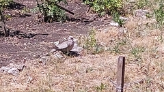 Streptopelia decaocto