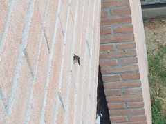 Asilidae