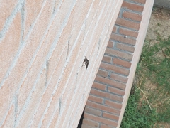 Asilidae