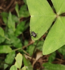 Proboscidocoris malayus