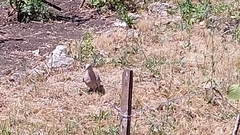 Streptopelia decaocto