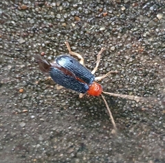 Trichobalya bowringii