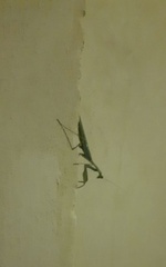 Sphodromantis viridis