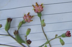 Lopholaena segmentata