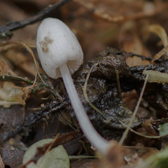 Coprinopsis urticicola