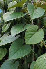 Cissus repens