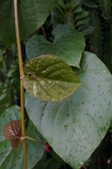Cissus repens