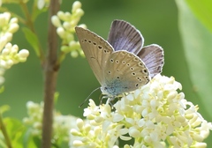 Iolana iolas