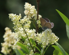 Iolana iolas