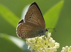 Iolana iolas