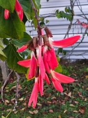 Camptosema spectabile