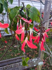 Camptosema spectabile