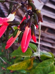 Camptosema spectabile