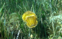 Sepia mestus