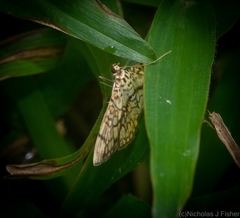 Haritalodes obliqualis