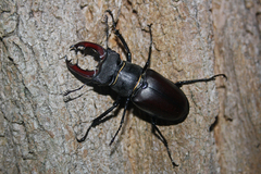 Lucanus cervus