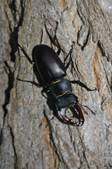 Lucanus cervus