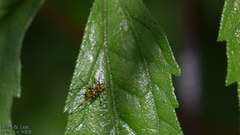 Phaneroptera nigroantennata