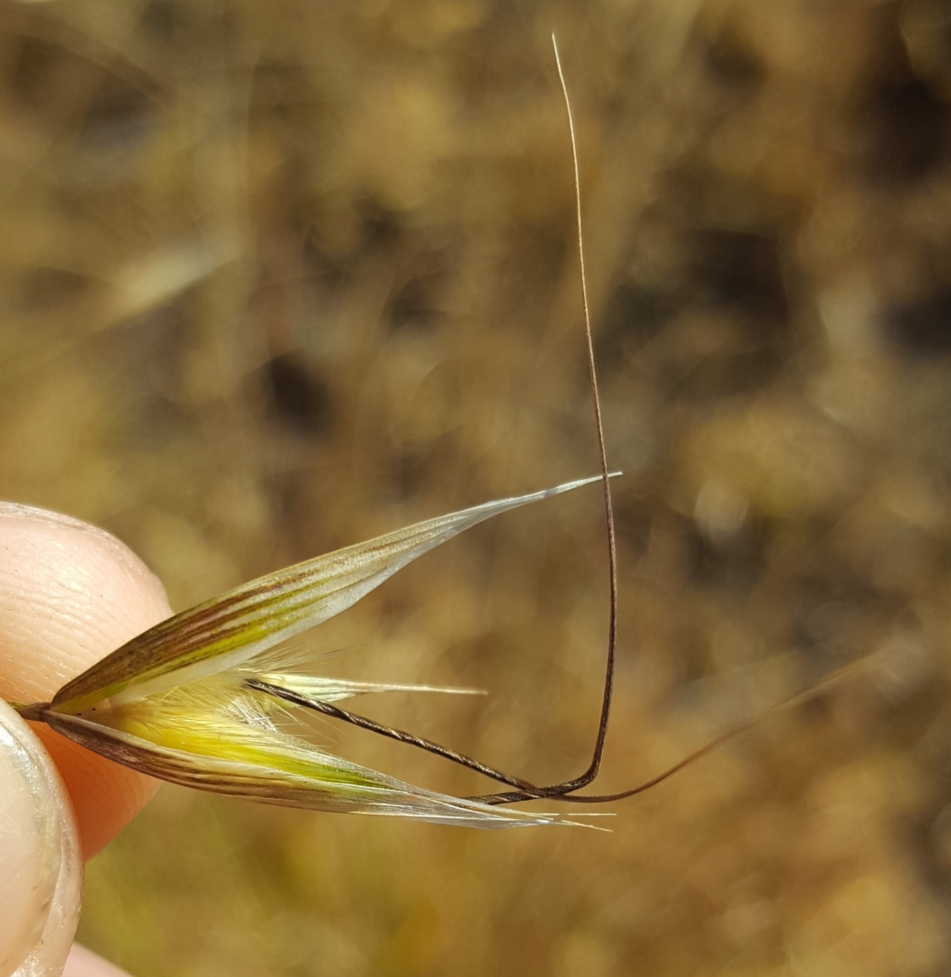 (c) François Rousseu, certains droits réservés (CC BY-NC) https://www.inaturalist.org/observations/124226311