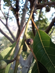 Ficus neriifolia