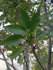 Ficus neriifolia