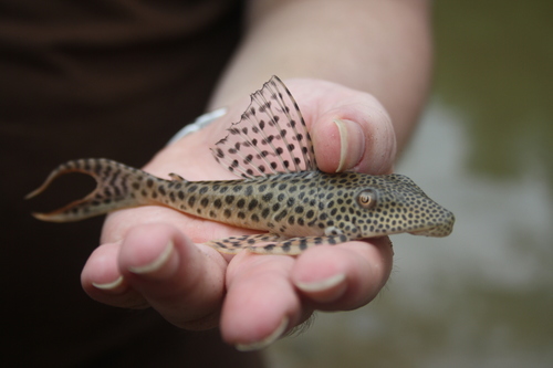Plain whiptail catfish (Aphanotorulus unicolor) — Loricariidae
