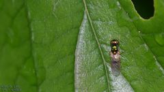 Microchrysa flaviventris