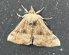 Hypena deceptalis