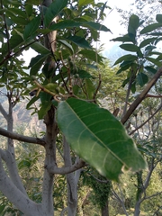 Ficus neriifolia