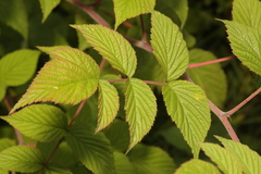 Rubus cockburnianus