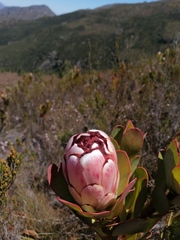 Protea stokoei