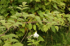 Rubus cockburnianus