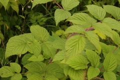 Rubus cockburnianus
