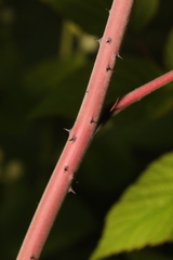 Rubus cockburnianus