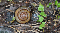 Nesiohelix samarangae