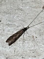 Triplectides similis