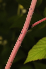 Rubus cockburnianus