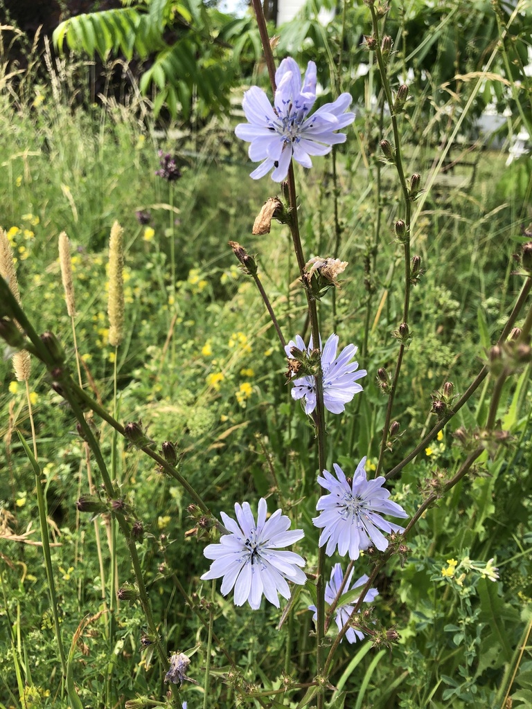 Cichorium intybus