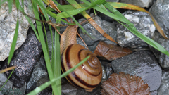 Nesiohelix samarangae