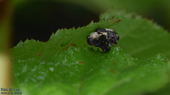 Sternuchopsis trifida